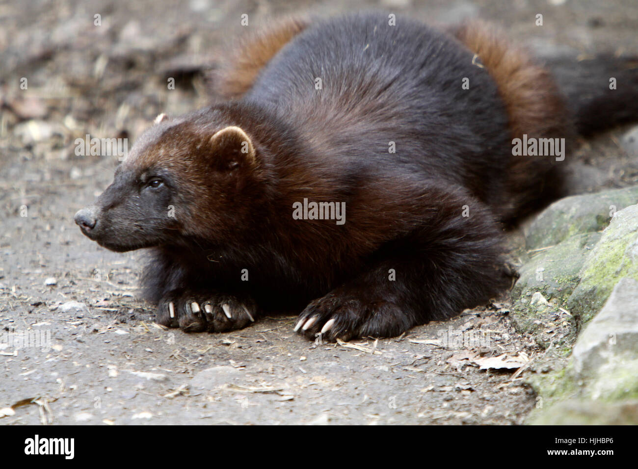 Wolverine Animal Images