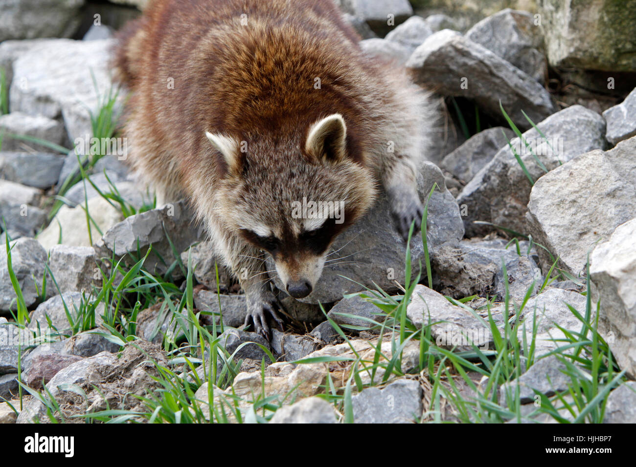 Nacho Bear Raccoon