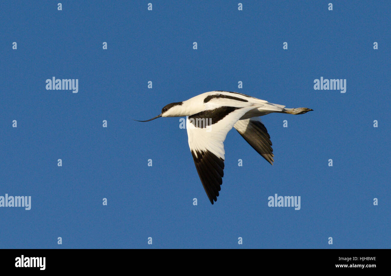 Avocet Recurvirostra avosetta Stock Photo Alamy