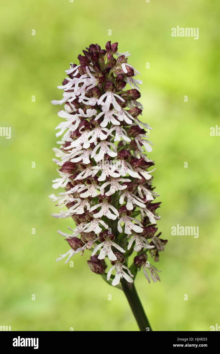 Lady Orchid (Orchis purpurea), a rare plant on the North Downs chalkland of Kent Stock Photo
