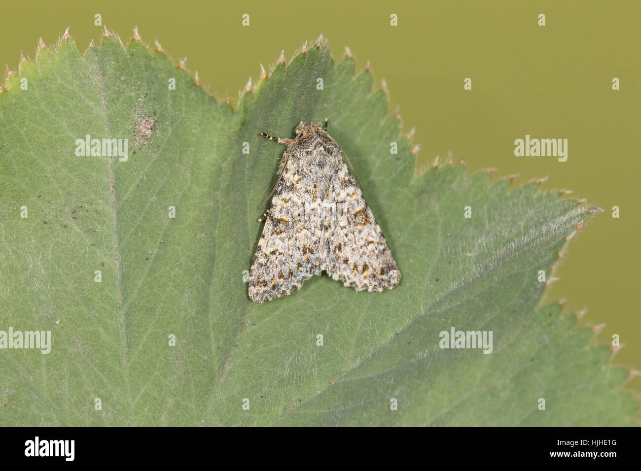 Large Ranunculus (Polymixis flavicincta), a rare and delicately ...