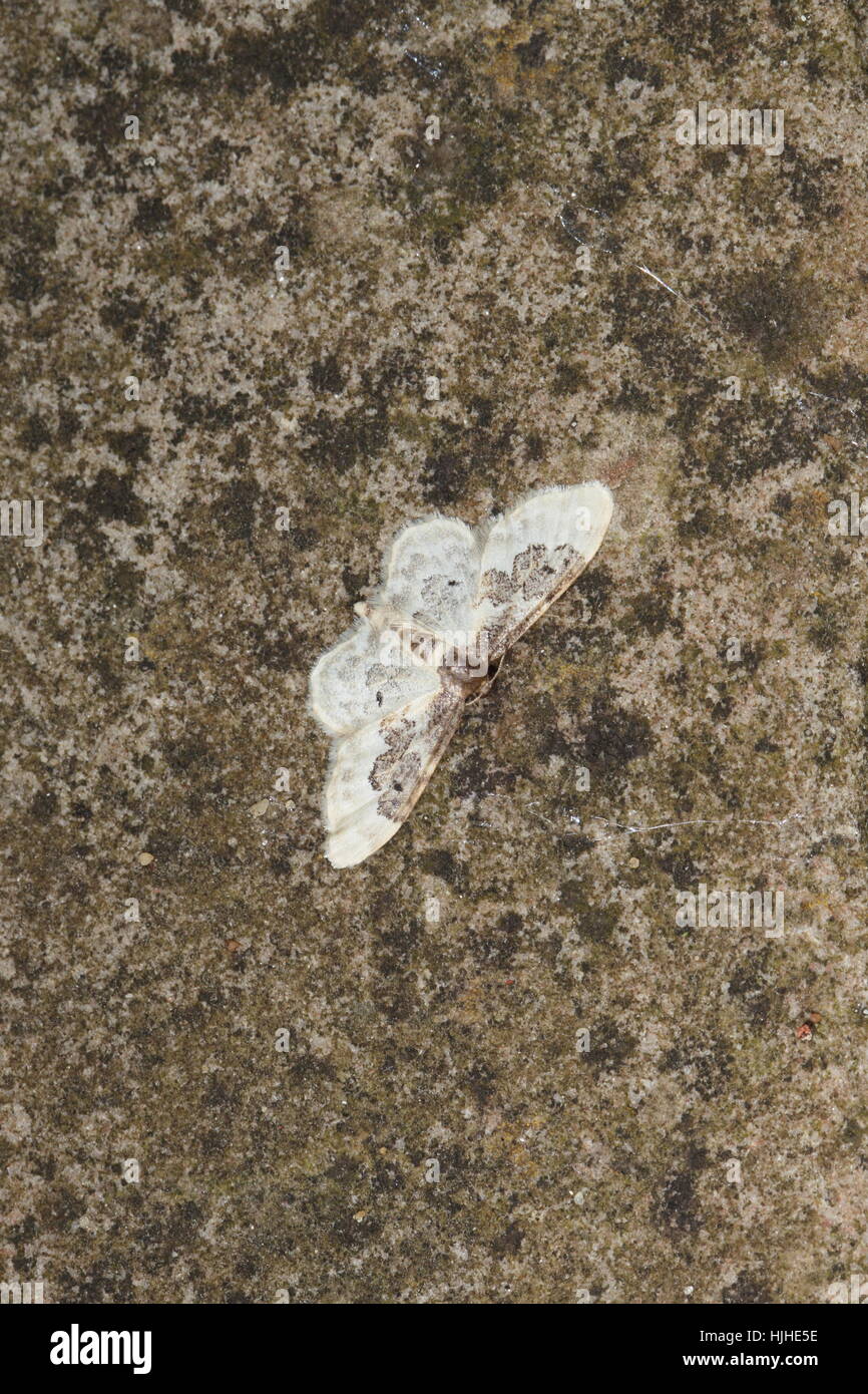 Least Carpet (Idaea rusticata) - a small brown and white moth with rounded wings, perched on a grey stone Stock Photo