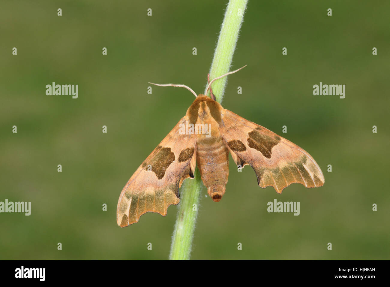 Lime Hawk-moth (Mimas tiliae) - the unusual brown variant, perched on a stem against a green background in a suburban garden Stock Photo