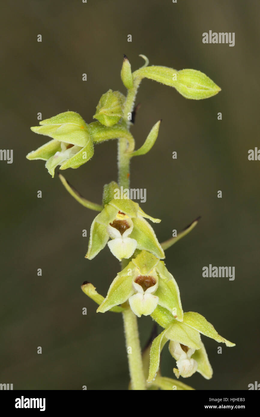 Lindisfarne Helleborine (Epipactis sancta), a very rare orchid that occurs only on Holy Island, Northumberland, UK Stock Photo