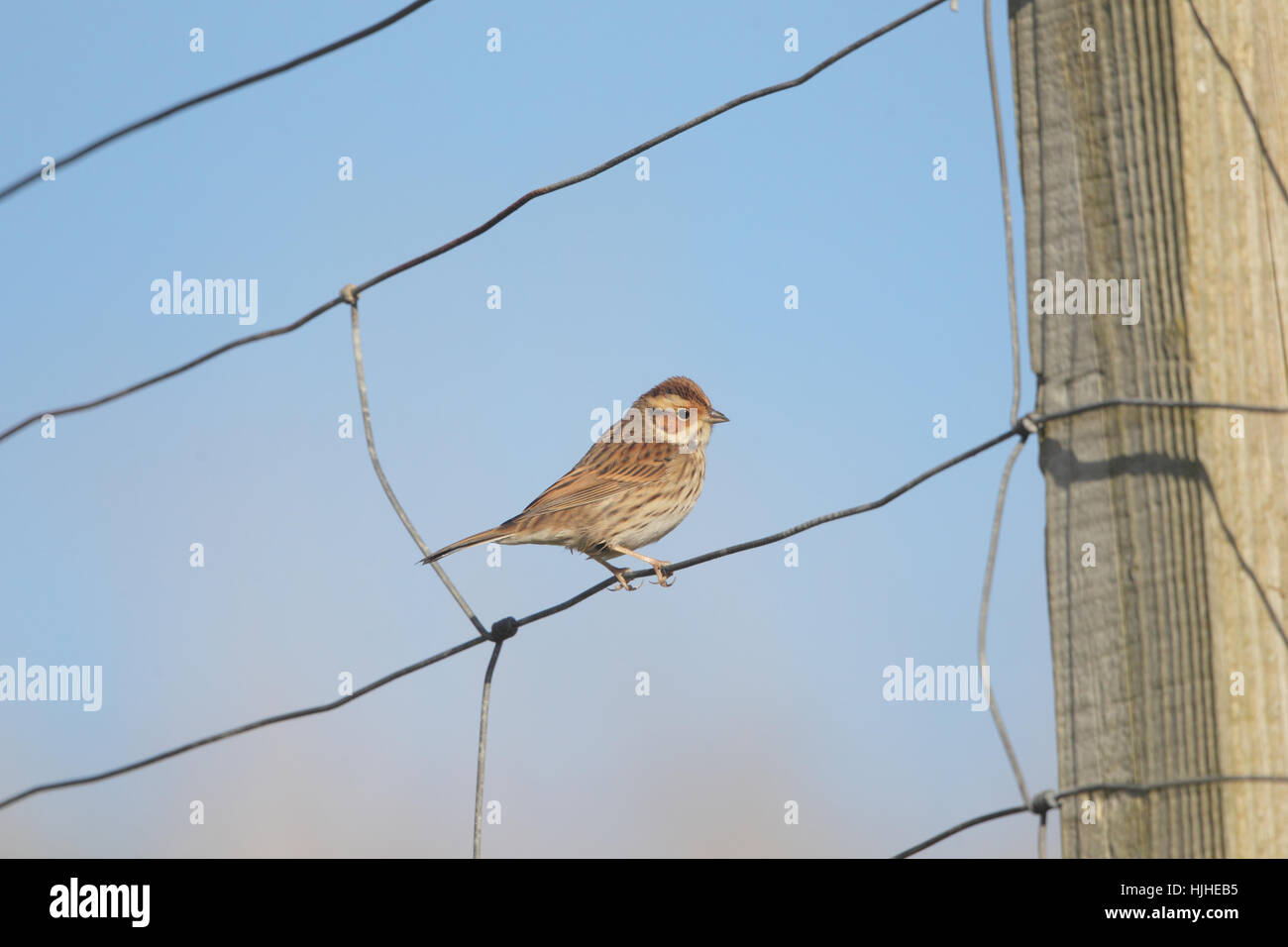 Little Bunting (Emberiza pusilla), a rare migrant to Britain, perched on a wire fence in Shetland, against a blue sky Stock Photo