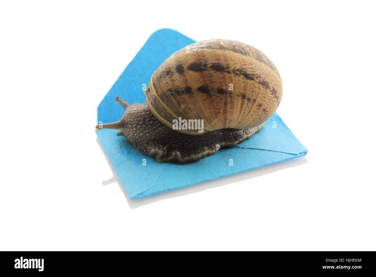 communication, slug, snail, mail, slow, speed, velocity, envelope ...