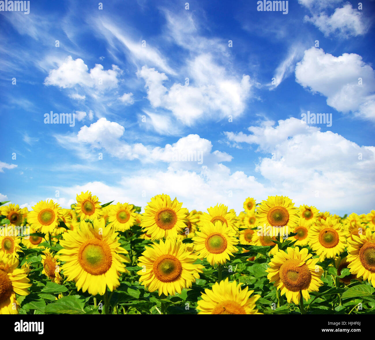 blue, culture, flower, plant, ground, soil, earth, humus, agriculture ...
