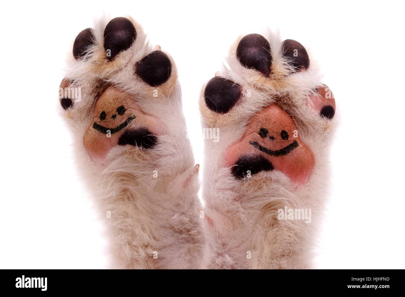 Why Are My Dogs Paws Pink