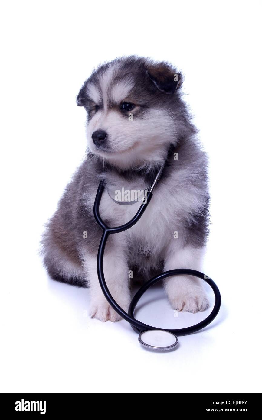 dog, puppy, vet, sick, ill, healthy, danger, hand, provision, animal, portrait, Stock Photo