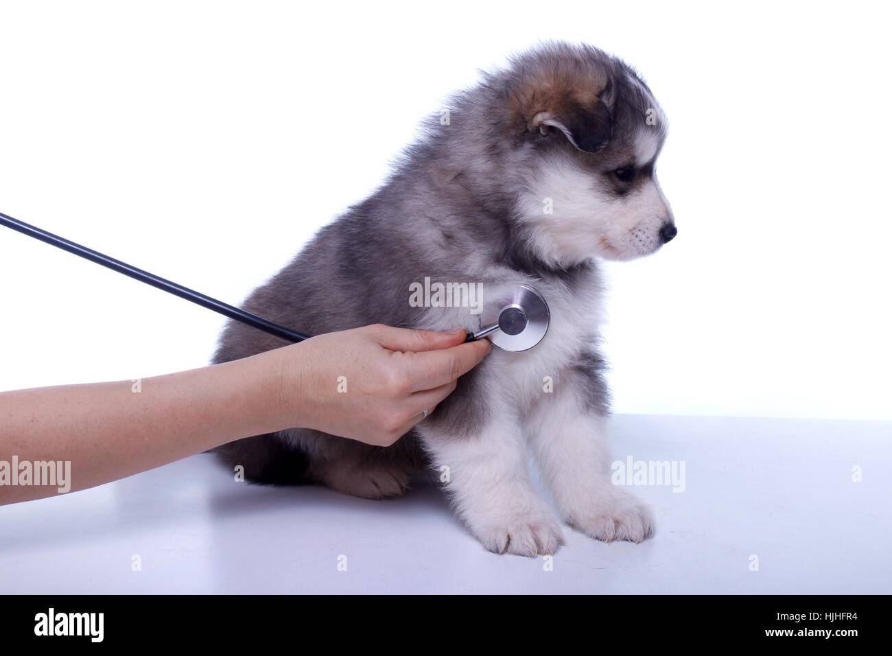 health, animal, dog, puppy, vet, sick, ill, danger, hand, provision, animal, Stock Photo