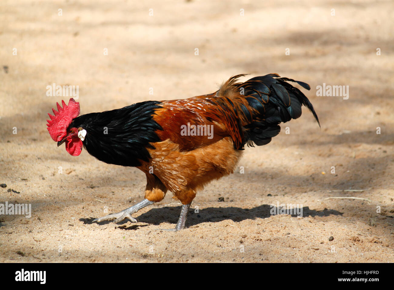 vorwerk chicken - hahn Stock Photo - Alamy