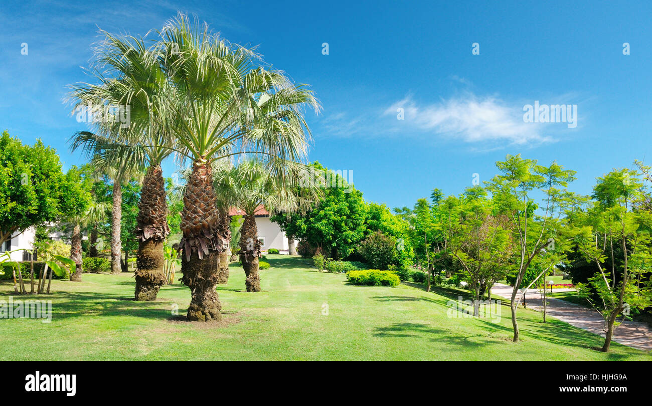 Tropical palm trees in a beautiful park Stock Photo - Alamy