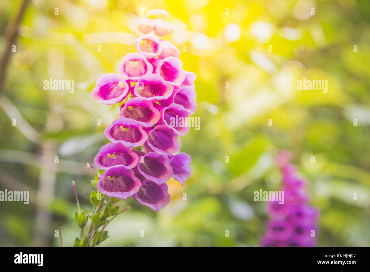 Purple foxglove flowers (digitalis purpurea, common foxglove, purple
