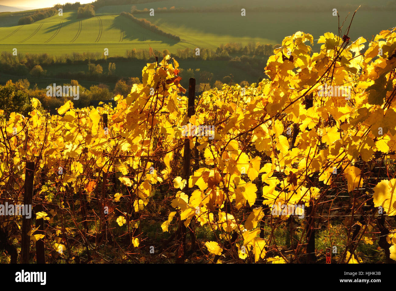 agriculture, farming, cultivation, common grape vines, colour, vine