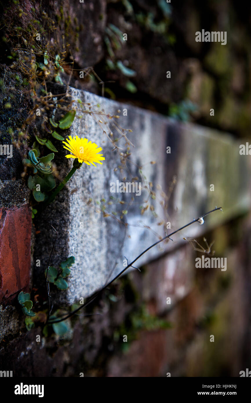 flower growing off wall Stock Photo