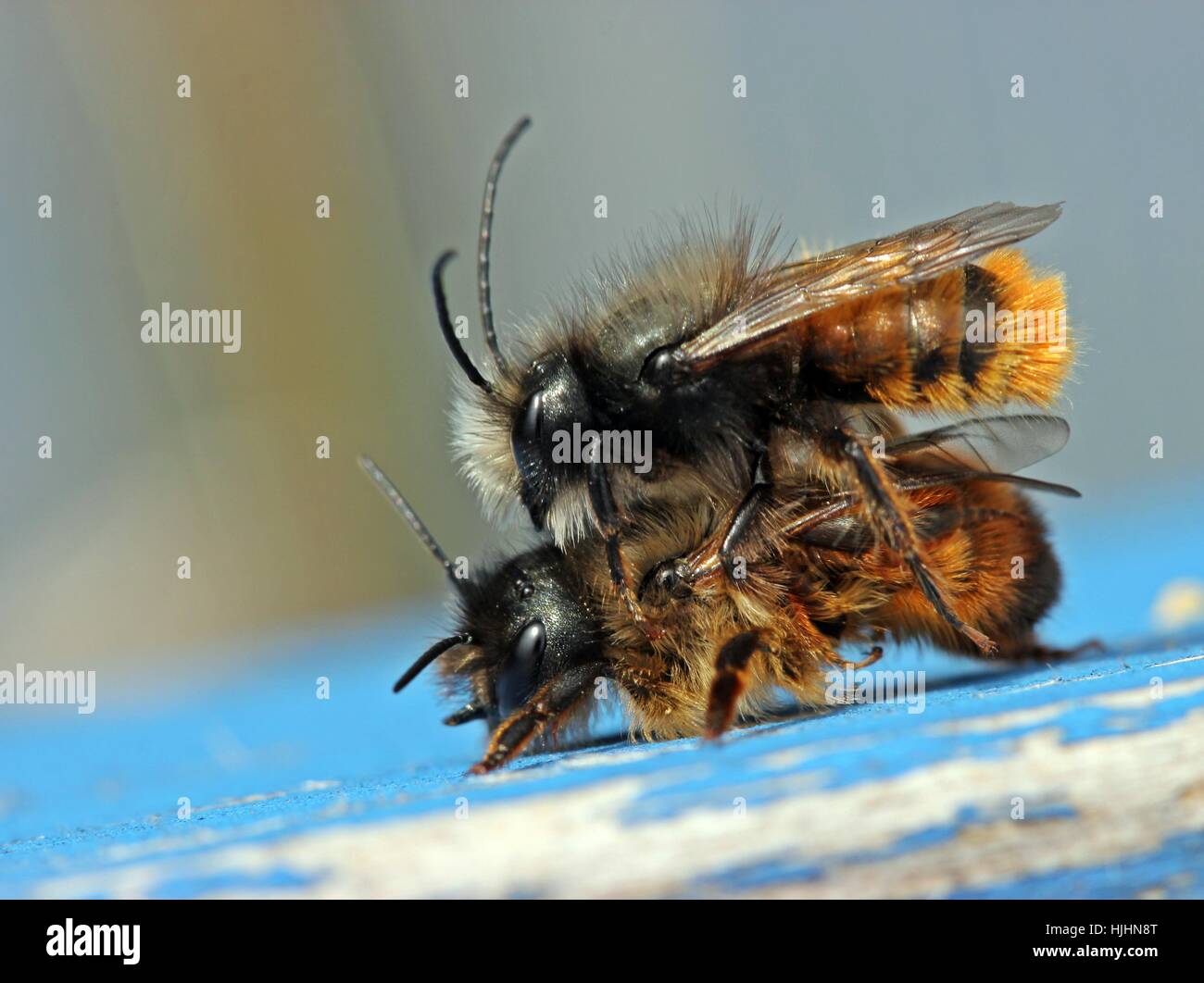 bees, mating, mate, couple, pair, insect, bee, blue, female, wood, male Stock Photo Alamy