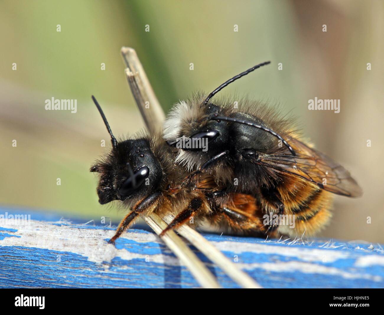 bees, mating, mate, couple, pair, insect, bee, blue, female, wood, male Stock Photo Alamy