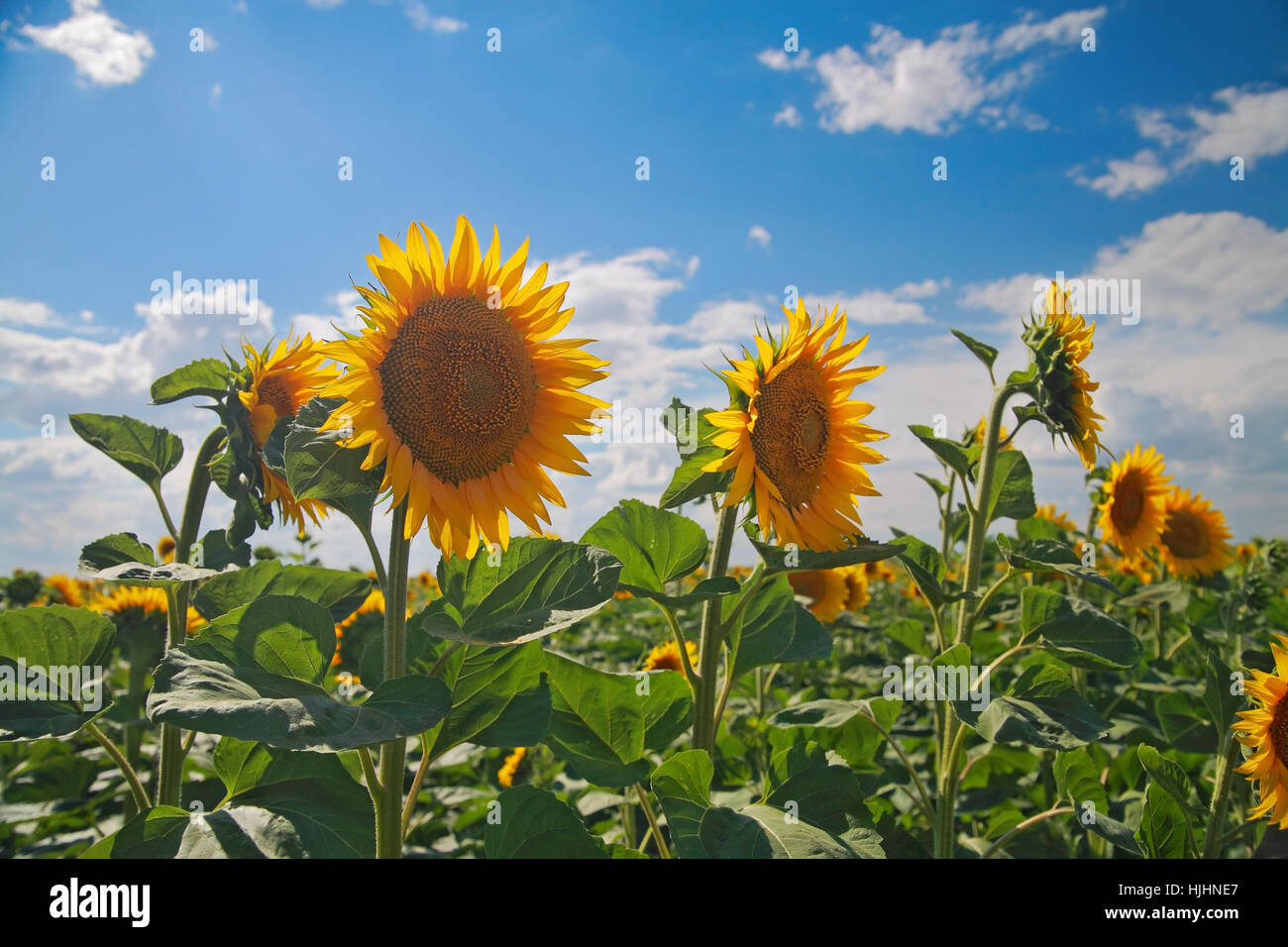 Field of sunflowers on a background of the sky with clouds Stock Photo ...