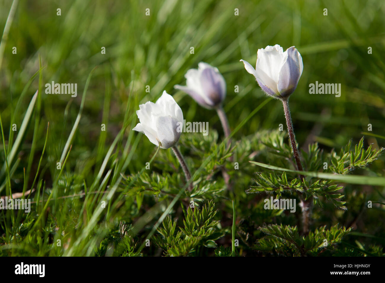 Blooming Pulsatilla alba Stock Photo