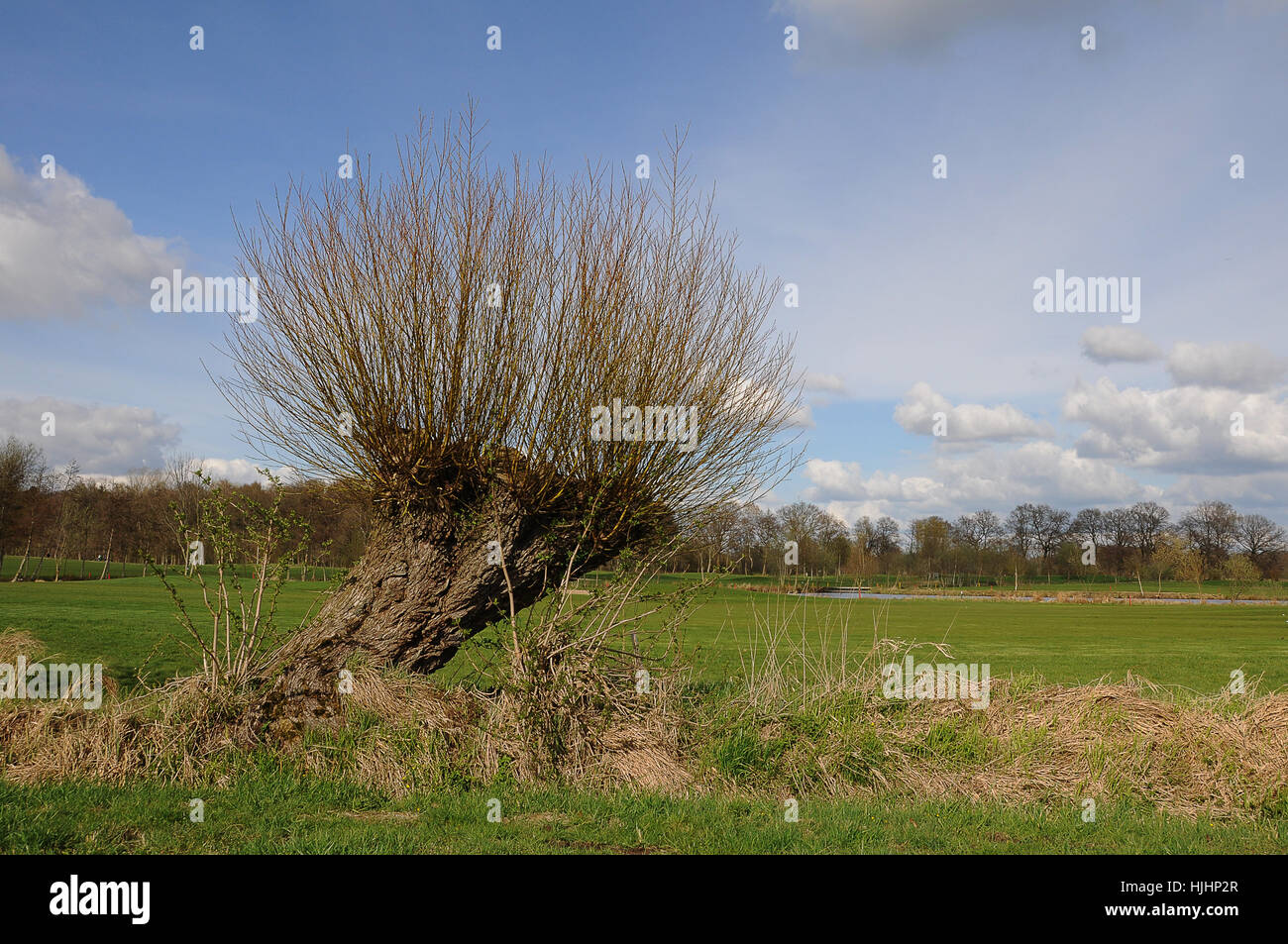 tree, meadow, scenery, countryside, nature, willow, tree, cloud, conservation Stock Photo