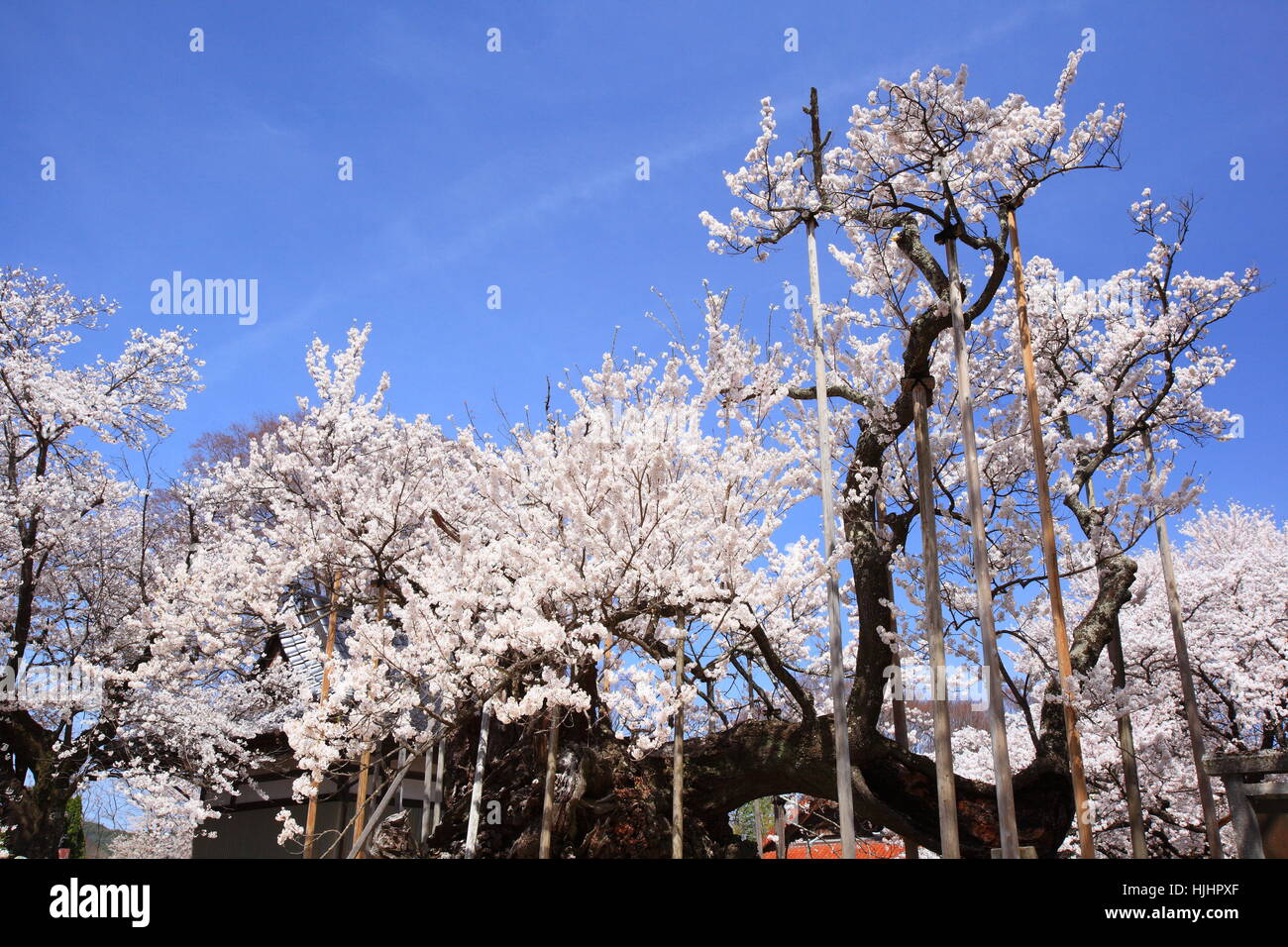 Yamataka hi-res stock photography and images - Alamy