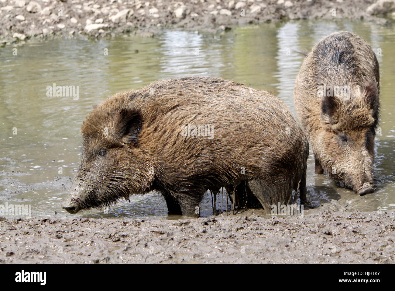 mammal, wild, wild boar, pig, wild animal, wild boars, mammal, wild, dirt, mud, Stock Photo