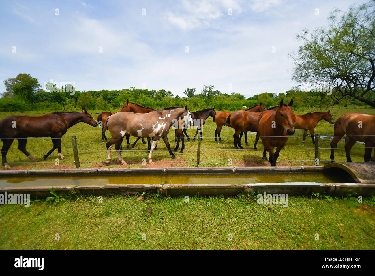 Argentine brown horses grazing in a green meadow. Stock Photo