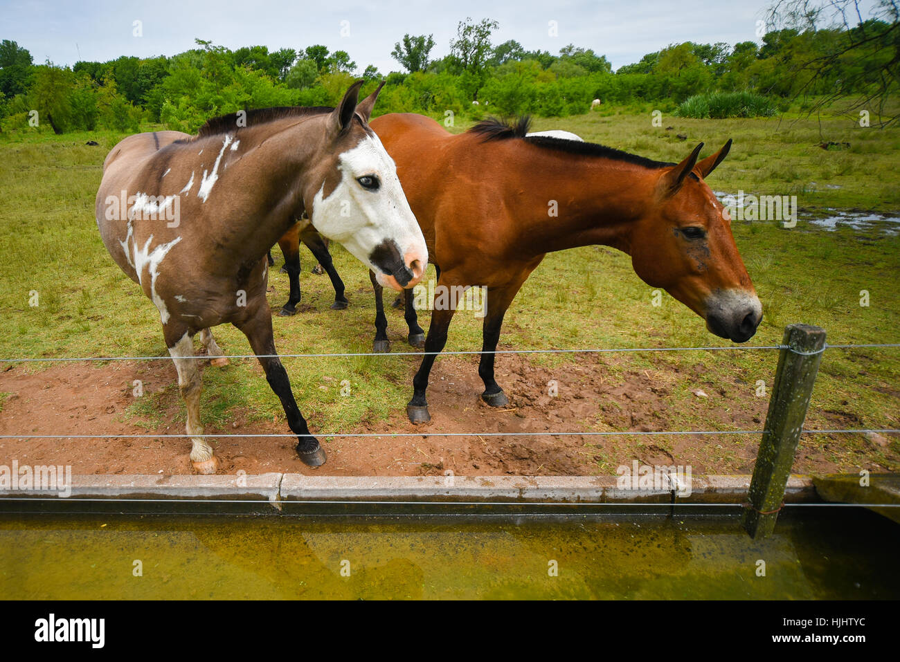 Brown horses grazing in a green meadow near a fence. Stock Photo