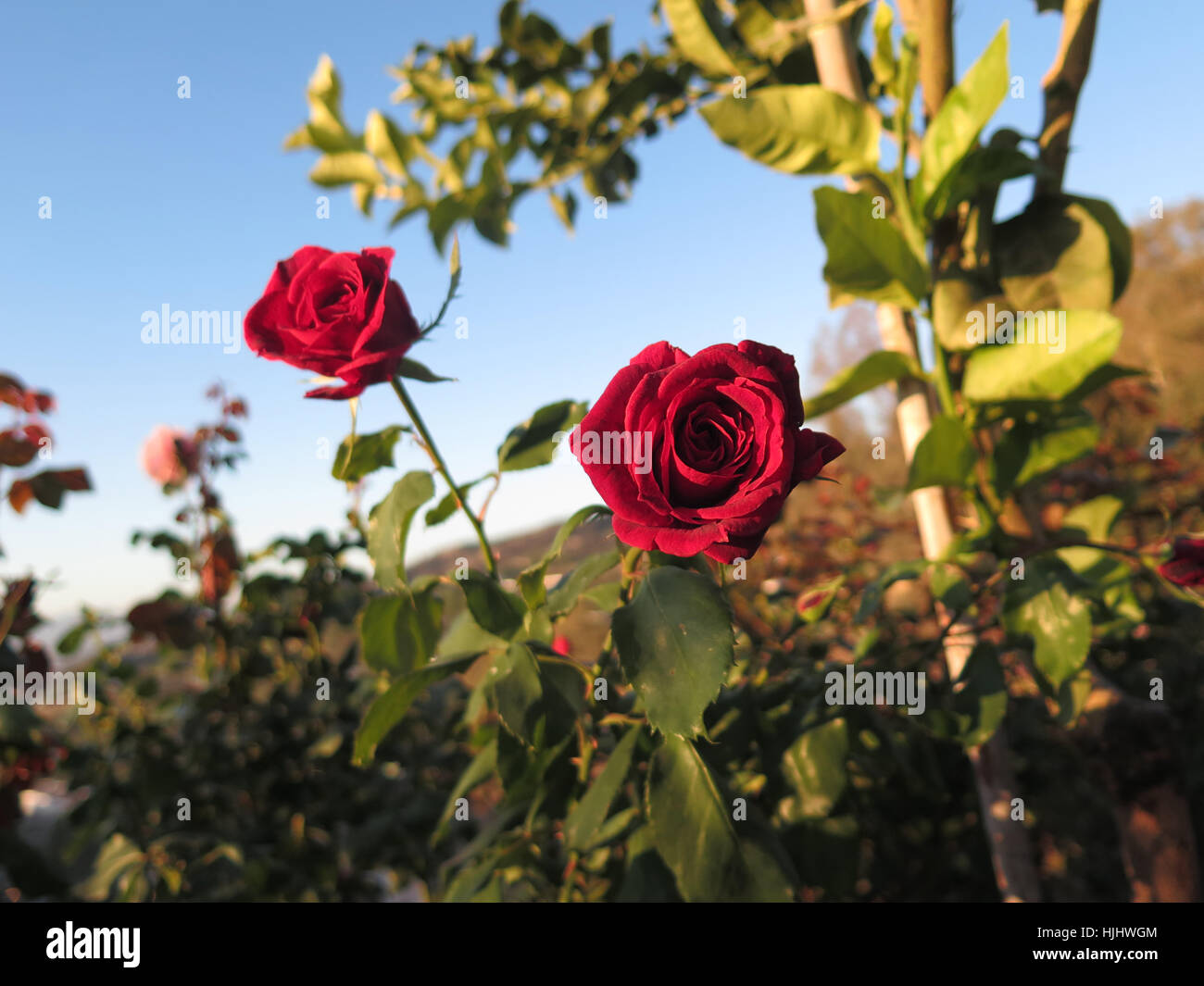 Beautiful Bright Fresh Red Rose In Spanish Garden Stock Photo