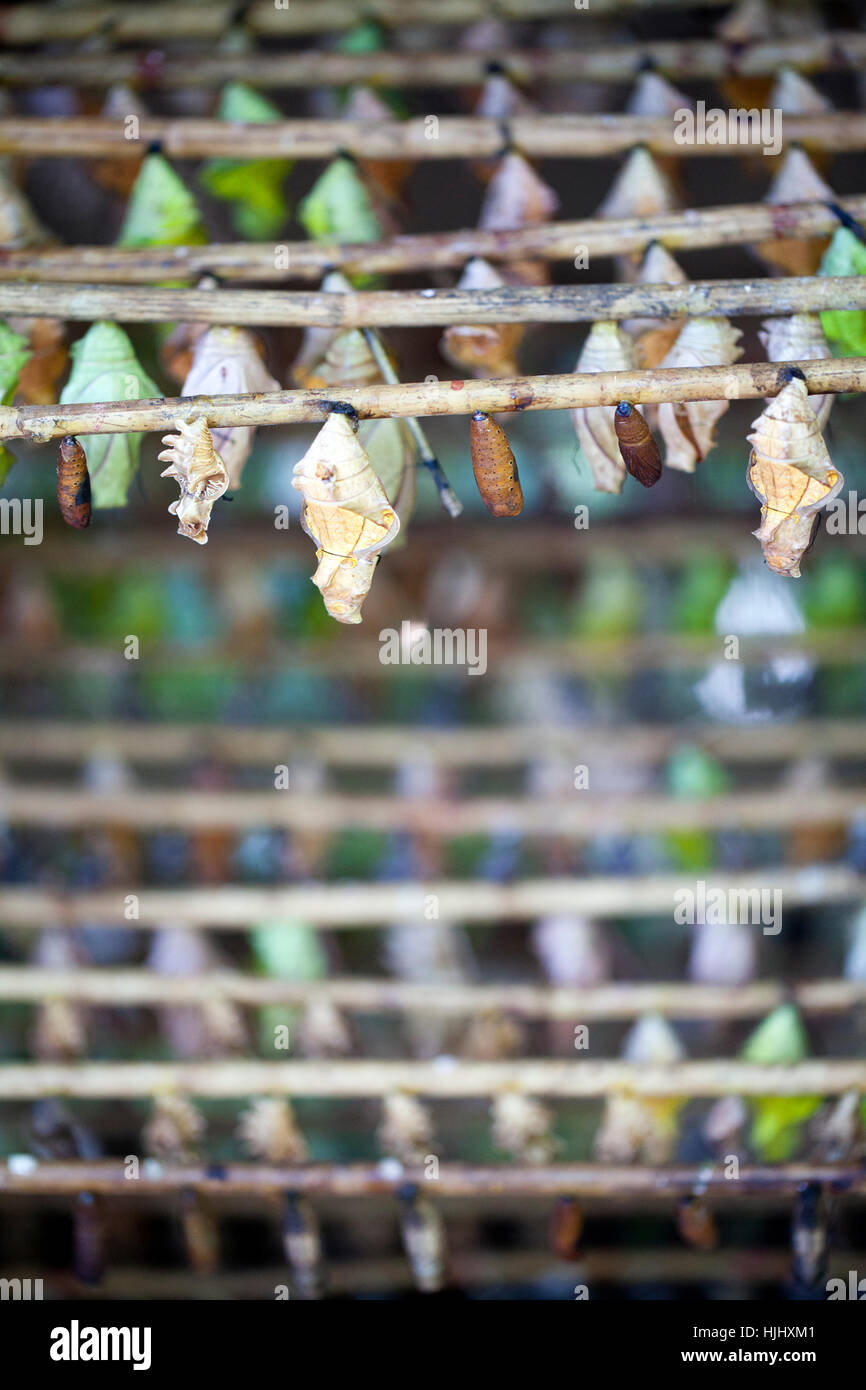 Pupae on Rod at Butterfly Farm in Banteay Srey in Siem Reap - Cambodia Stock Photo