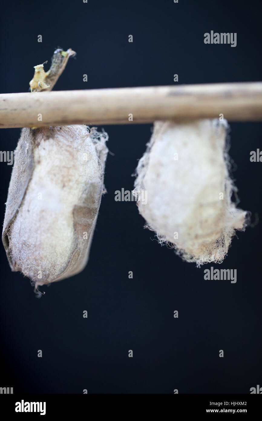 Pupae on Rod at Butterfly Farm in Siem Reap - cambodia Stock Photo