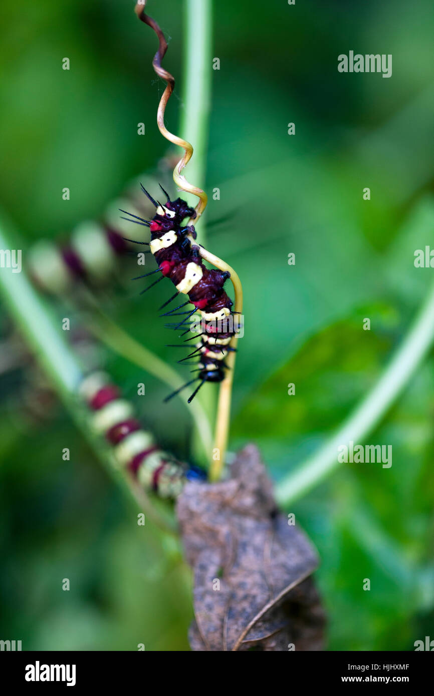 Leopard Lacewing Caterpillars at Banteay Srey Butterfly Farm - Cambodia Stock Photo