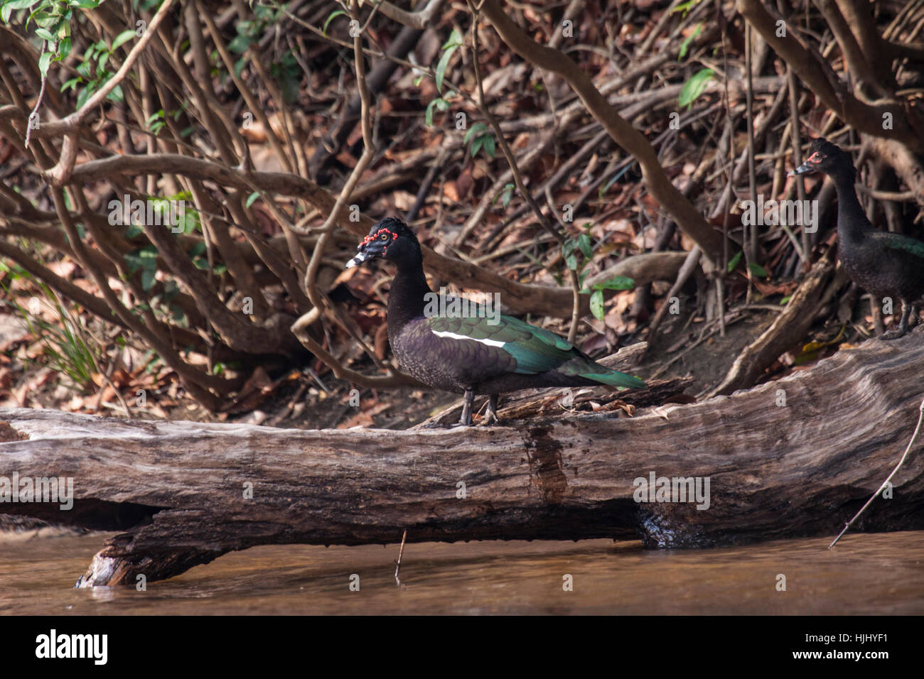 Muscovy ducks perched on log on riverbank in the Amazon basin in Brazil  Stock Photo - Alamy