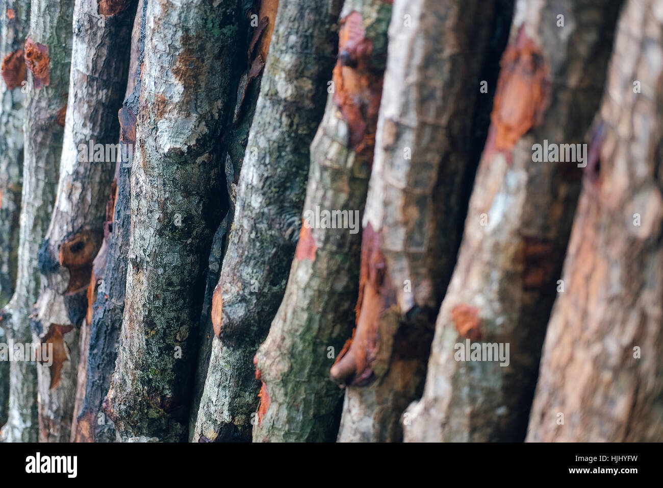 Mangrove wood hires stock photography and images Alamy