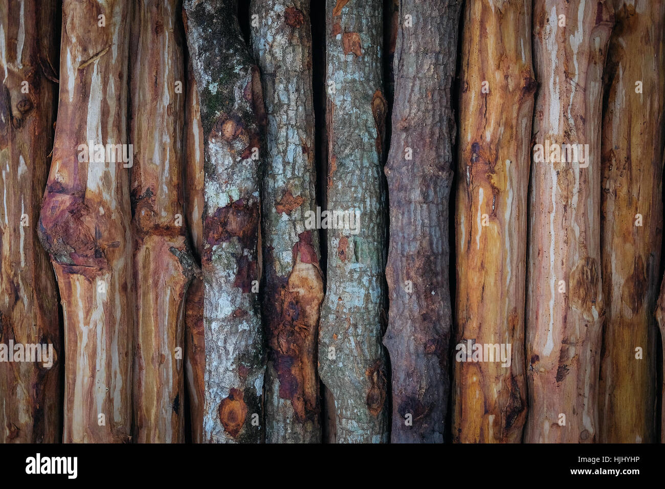 Mangrove wood hires stock photography and images Alamy