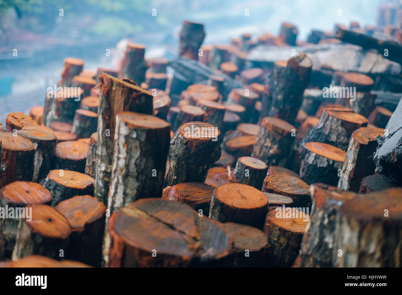 a pile of mangrove wood Stock Photo