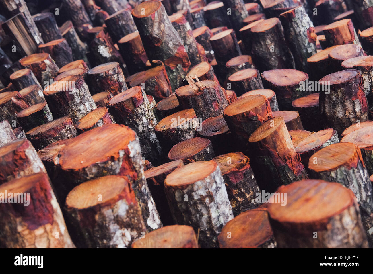 a pile of mangrove wood Stock Photo