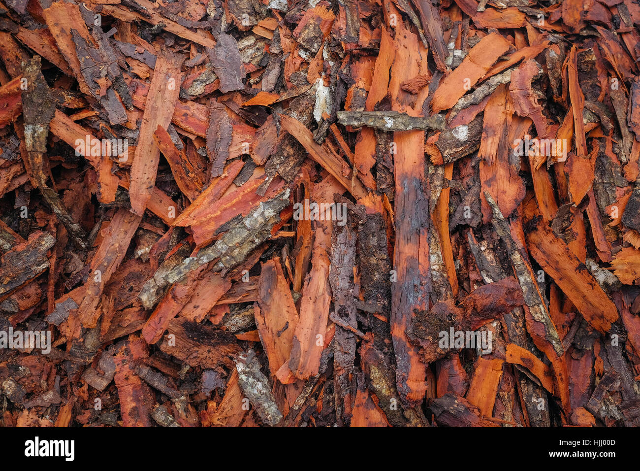 Mangrove tree bark Stock Photo