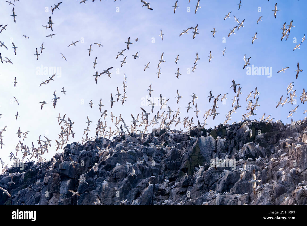 UK, Scotland, East Lothian, Bass Rock with a colony of Northern Gannets Stock Photo