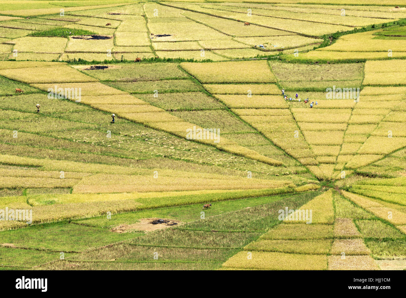 Indonesia, Nusa Tenggara Timur, ricefields Stock Photo