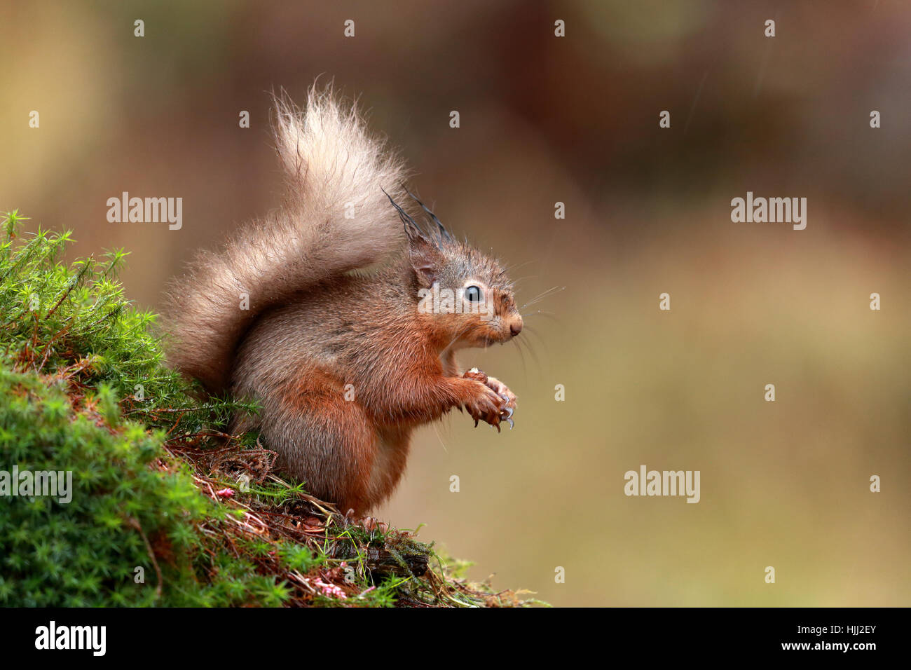 Red Squirrel in rain Stock Photo