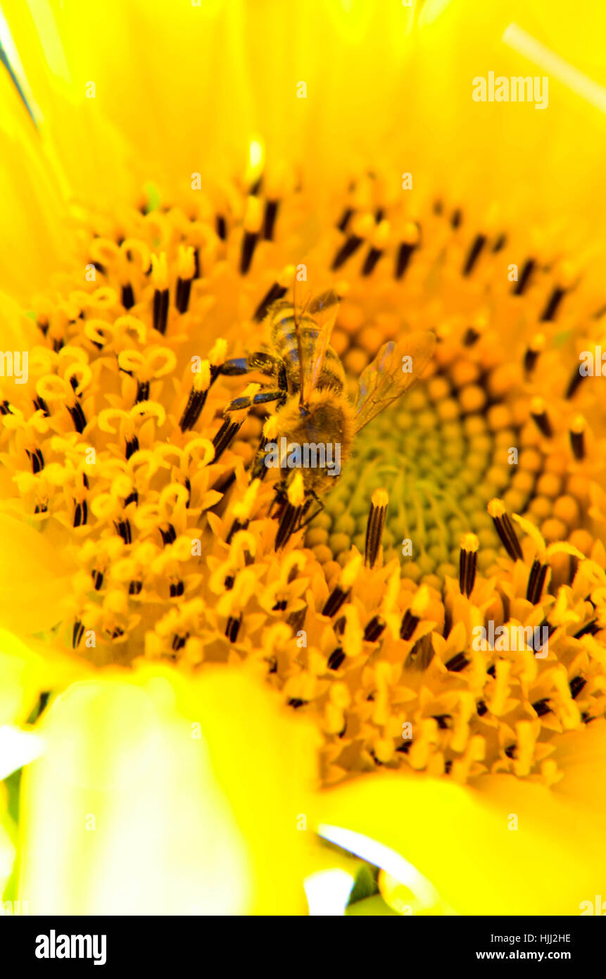 Bee collecting honey from sunflower at the garden Stock Photo - Alamy