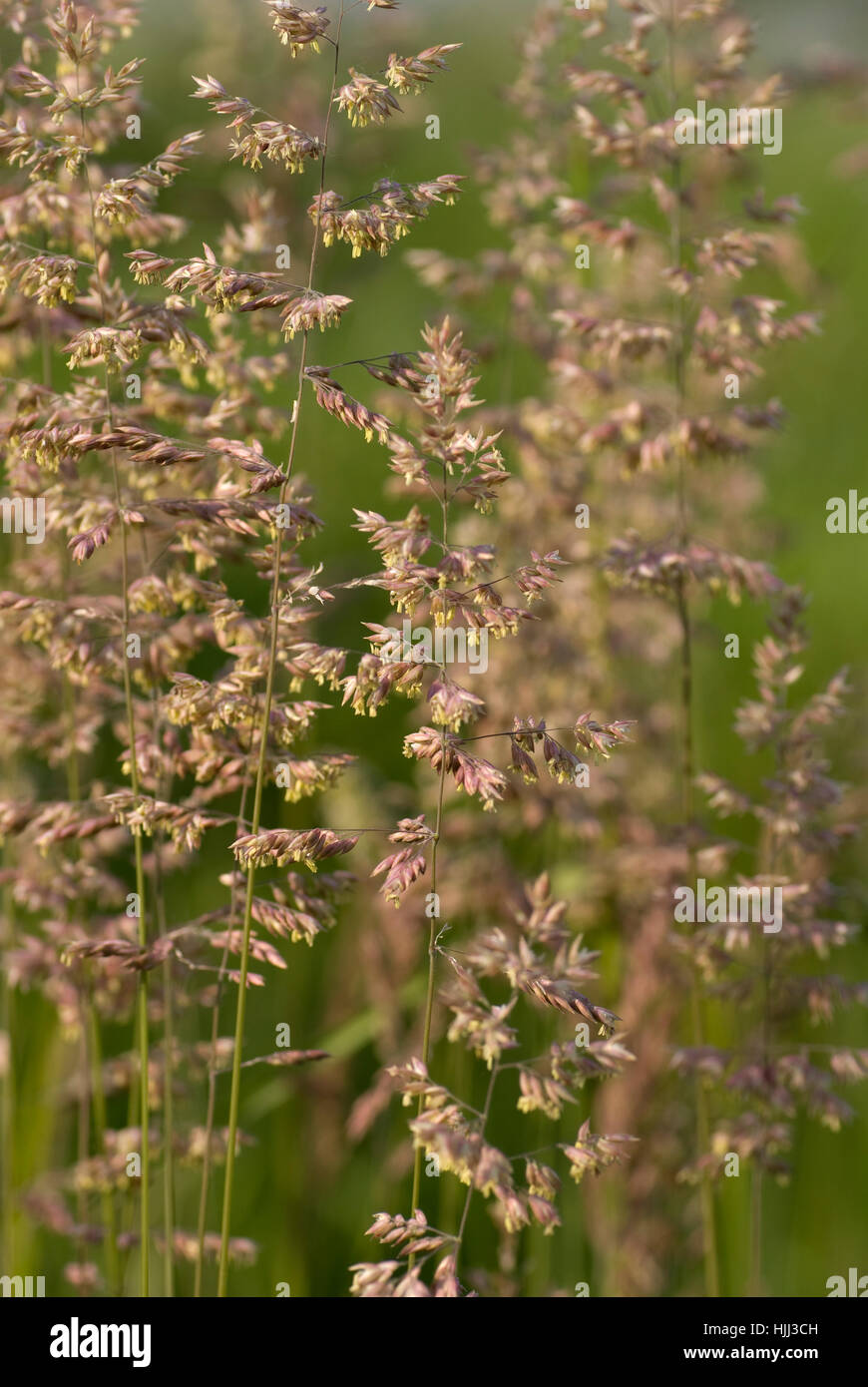 flower, plant, flora, reed, meadow, grass, lawn, green, backdrop, background, Stock Photo