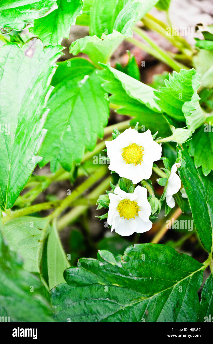 White strawberry flowers with grean leaves in spring Stock Photo - Alamy