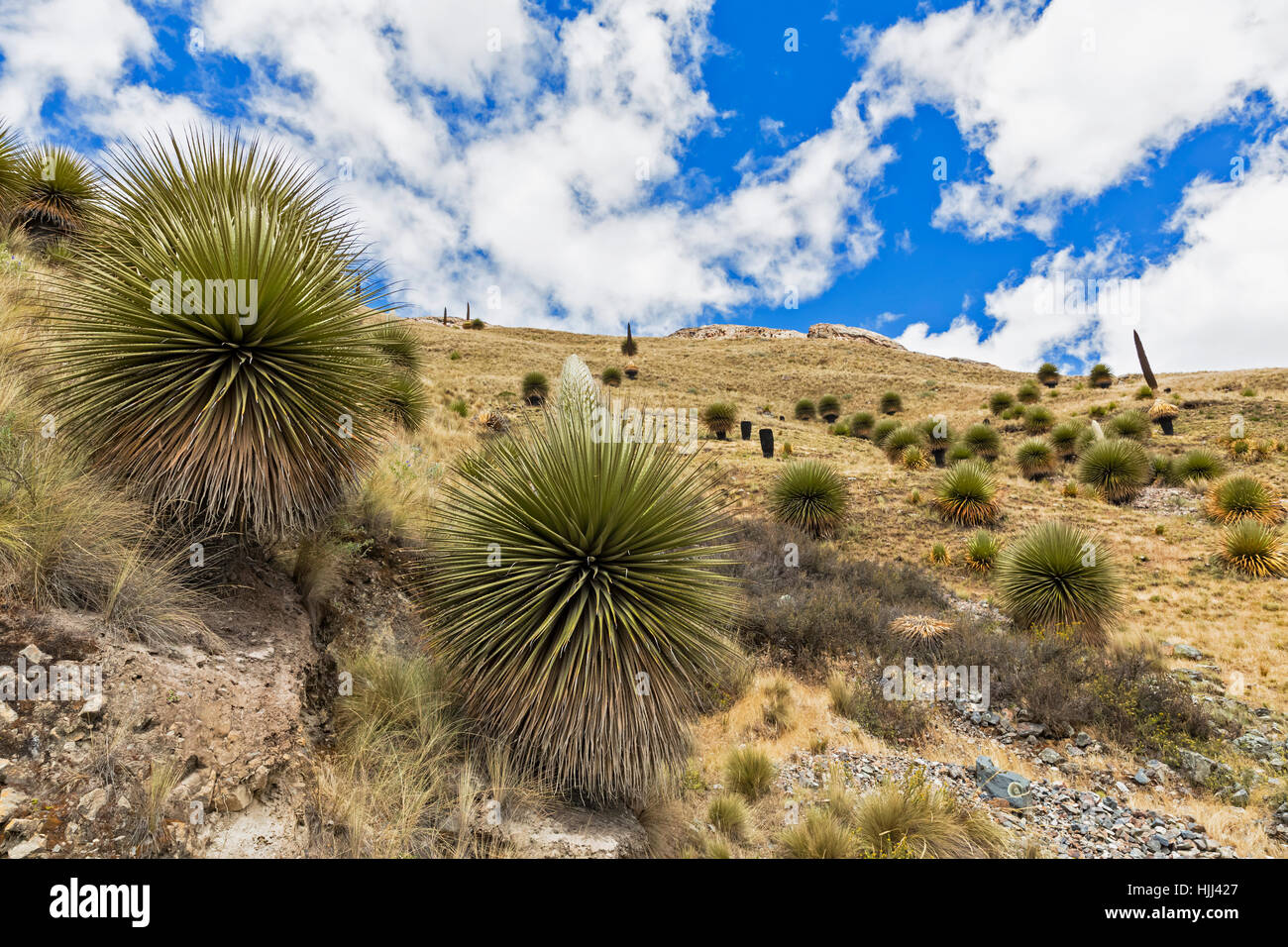 Peru, Andes, Cordillera Blanca, Huascaran National Park, Puya raimondii Stock Photo