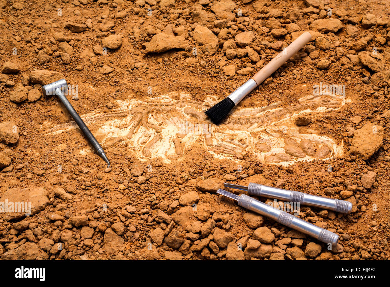 Skeleton and archaeological tools.Training for dig fossil.Simulated same as real digging. Stock Photo