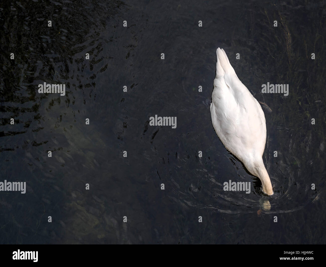 Swimming mute swan with head under water, top view Stock Photo