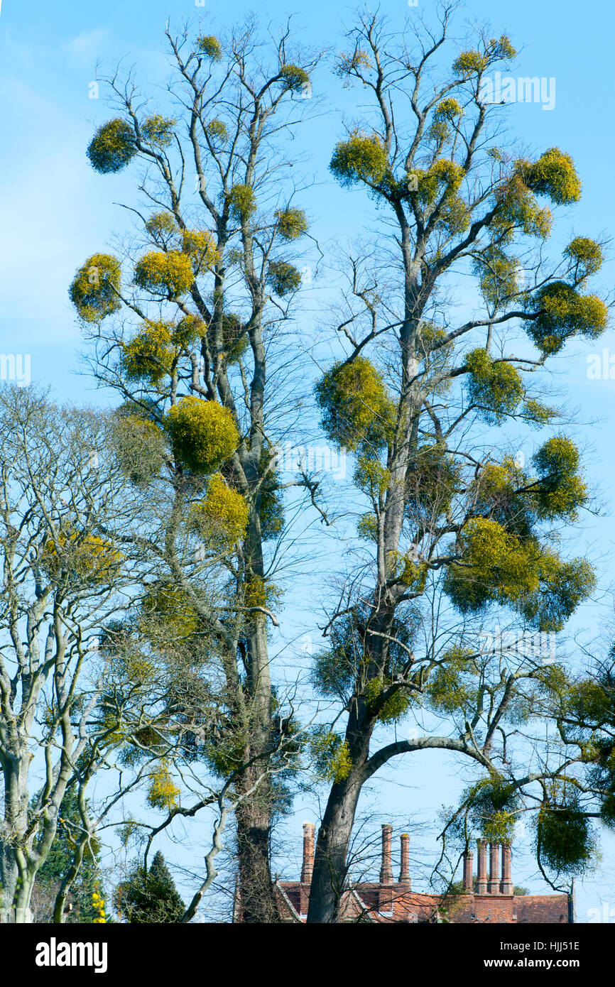 Tree covered in the parasitic plant Mistletoe also know as Viscum album, image taken against a vibrant blue sky Stock Photo