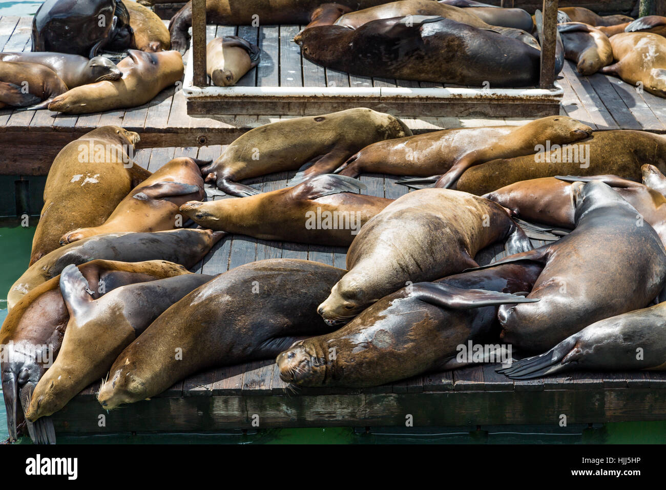 Fisherman's Wharf Sea Lions San Francisco California