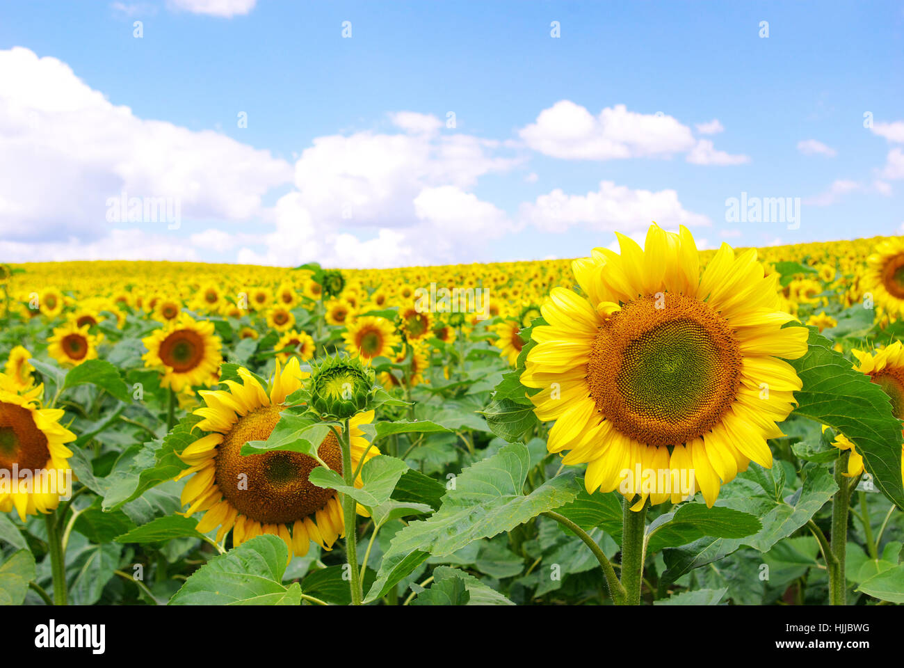 blue, culture, flower, plant, ground, soil, earth, humus, agriculture, farming, Stock Photo